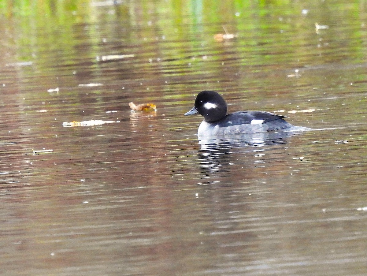 Bufflehead - ML644602441
