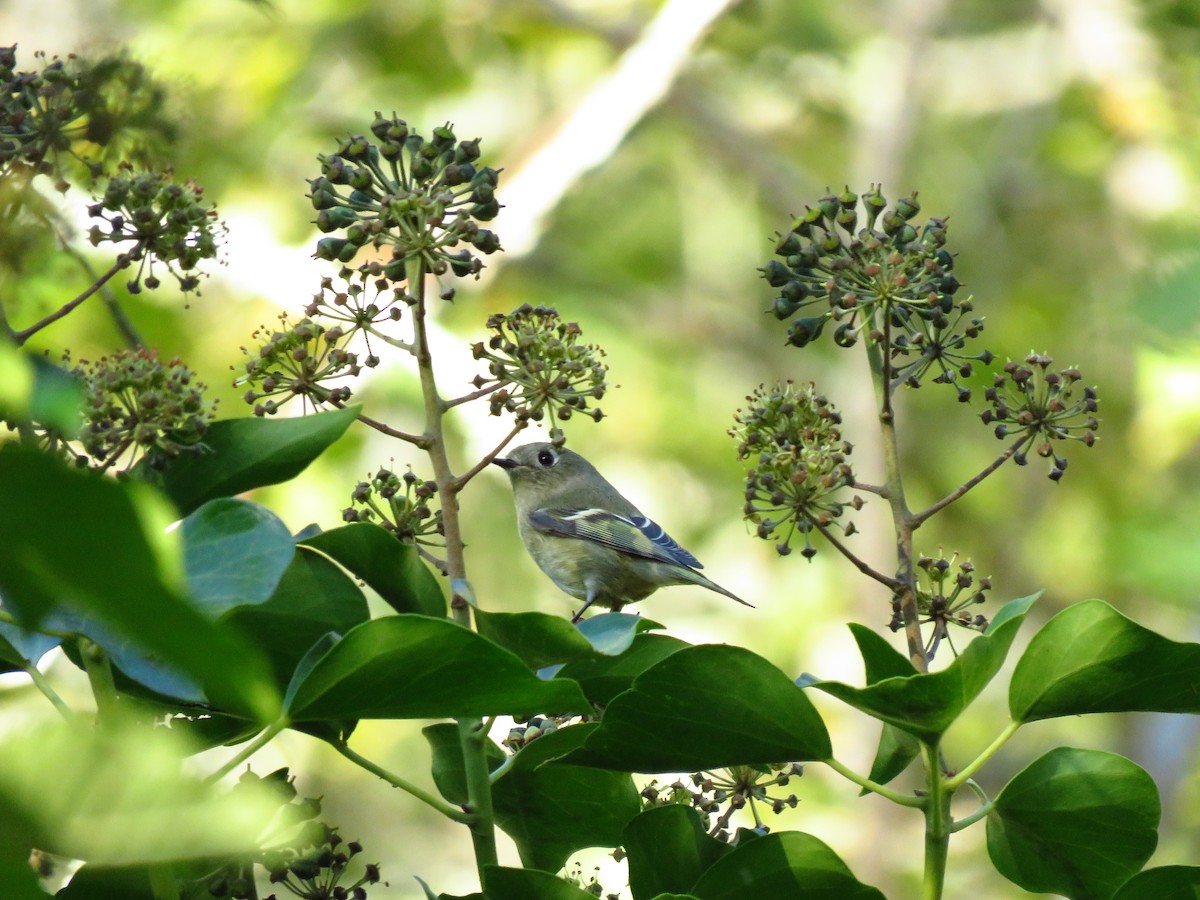 Ruby-crowned Kinglet - ML644602453
