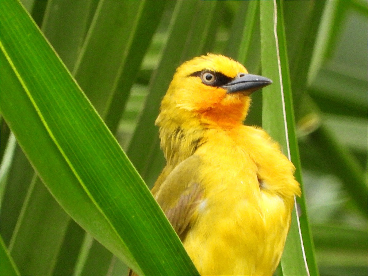 Spectacled Weaver - ML644602458