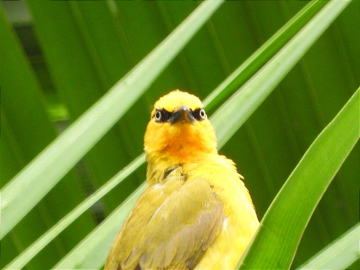 Spectacled Weaver - ML644602459