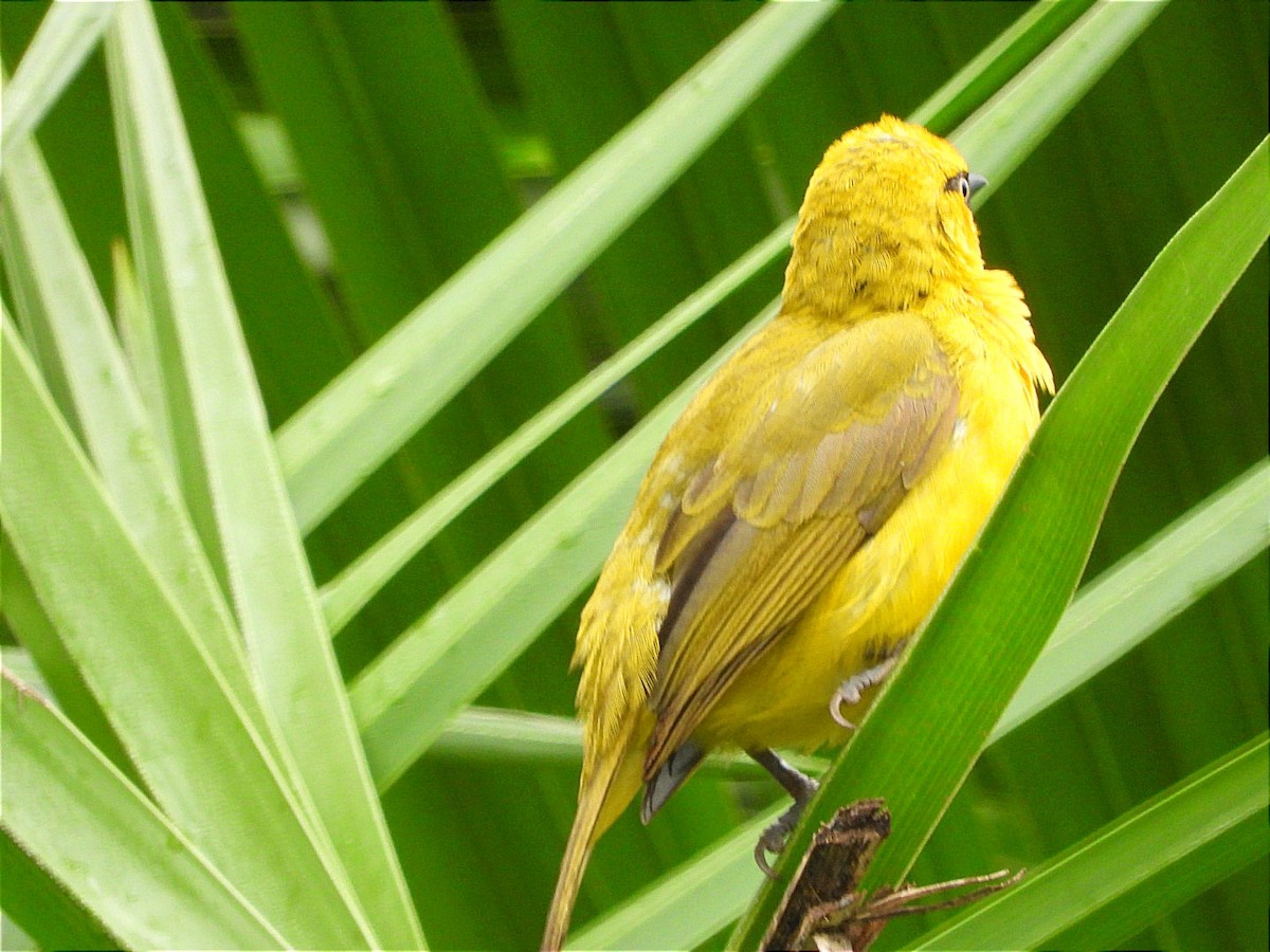 Spectacled Weaver - ML644602460