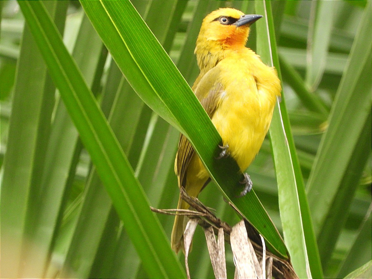 Spectacled Weaver - ML644602462