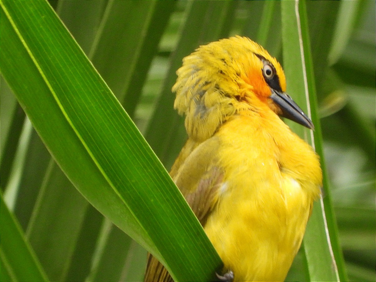 Spectacled Weaver - ML644602463