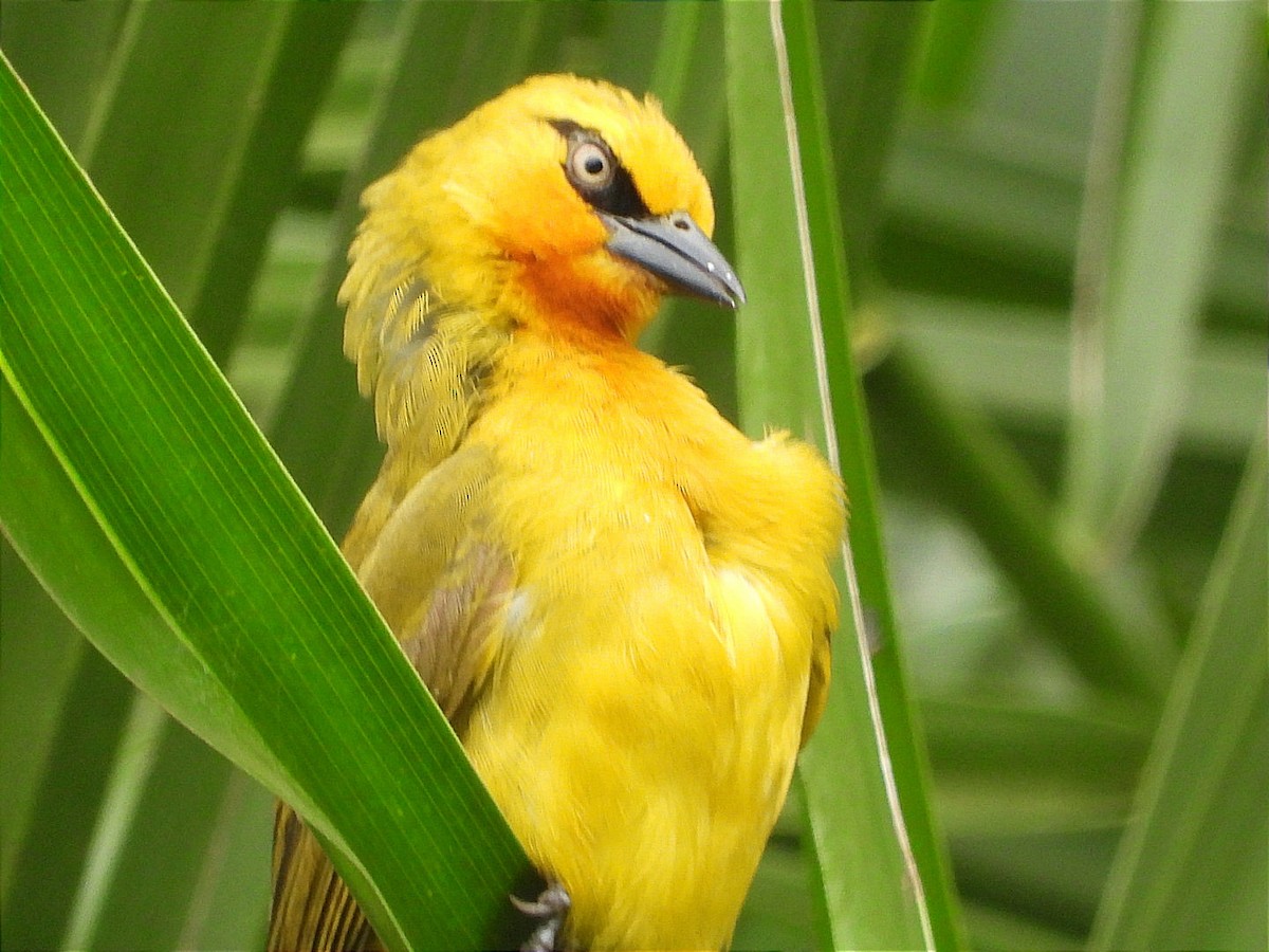 Spectacled Weaver - ML644602464