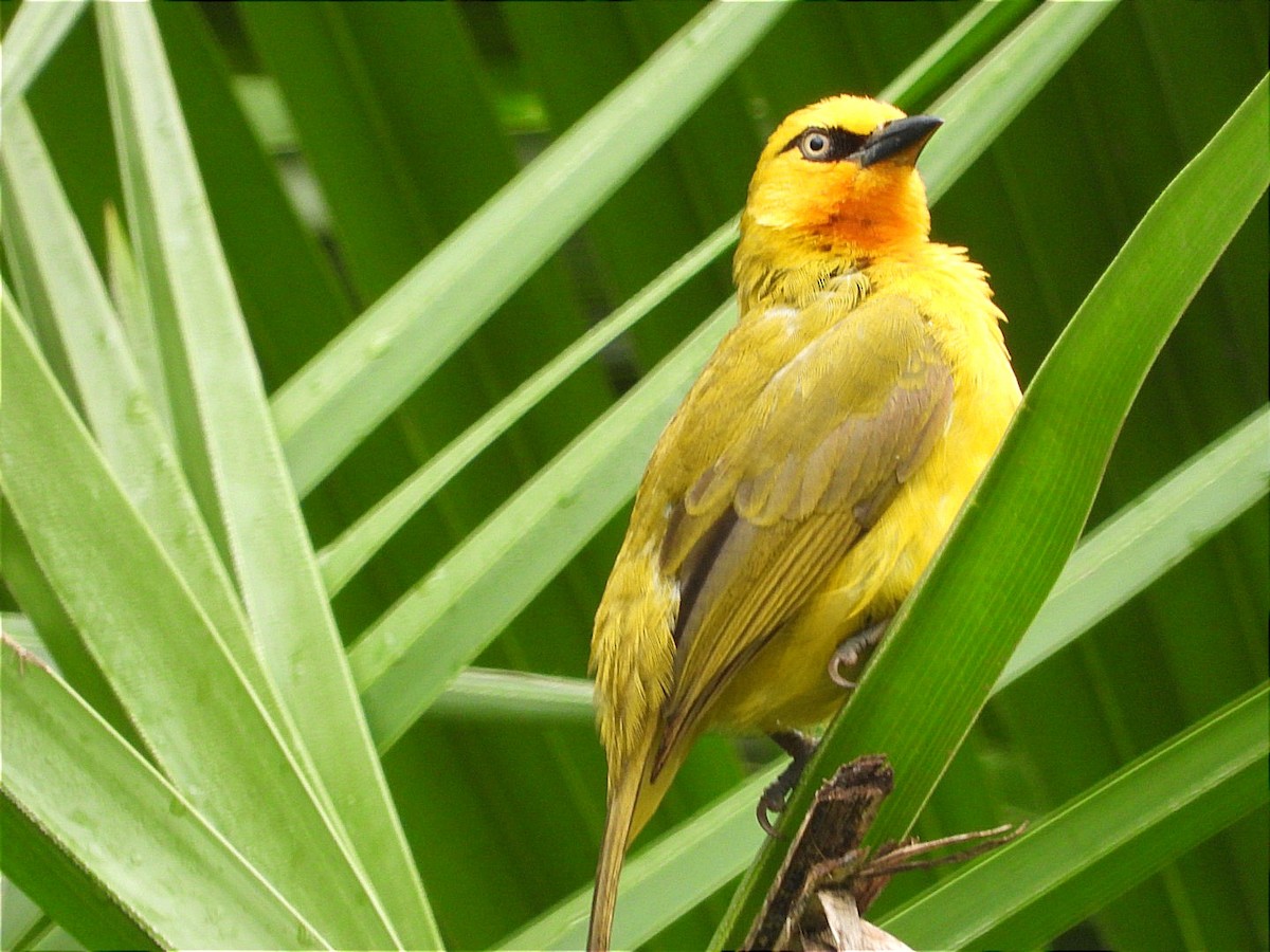 Spectacled Weaver - ML644602465