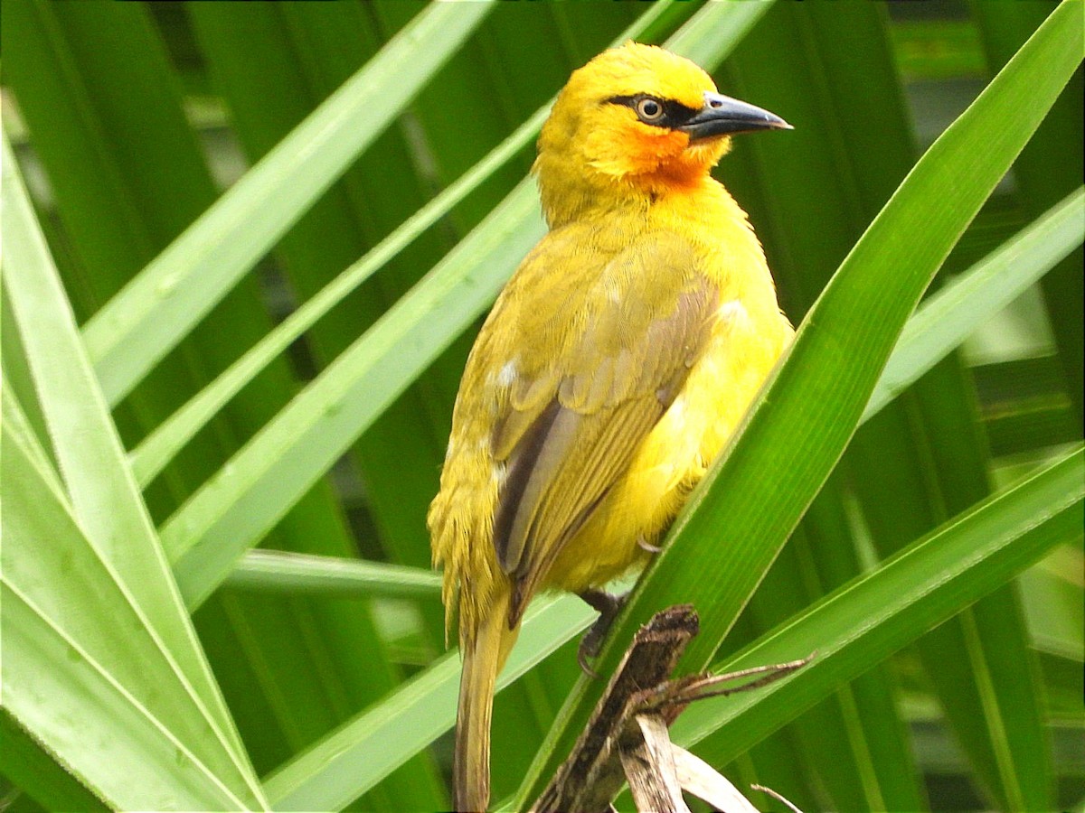 Spectacled Weaver - ML644602466