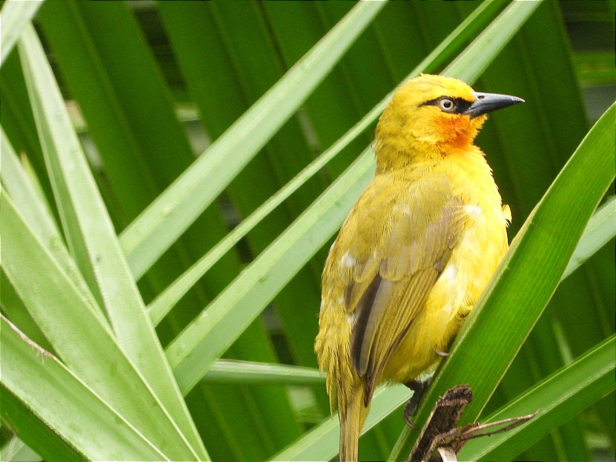Spectacled Weaver - ML644602467