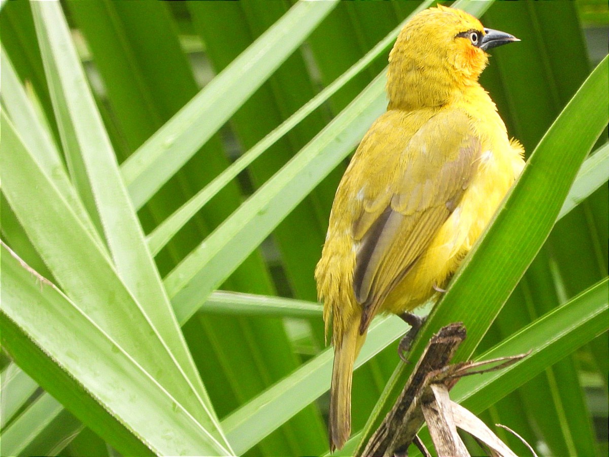 Spectacled Weaver - ML644602468
