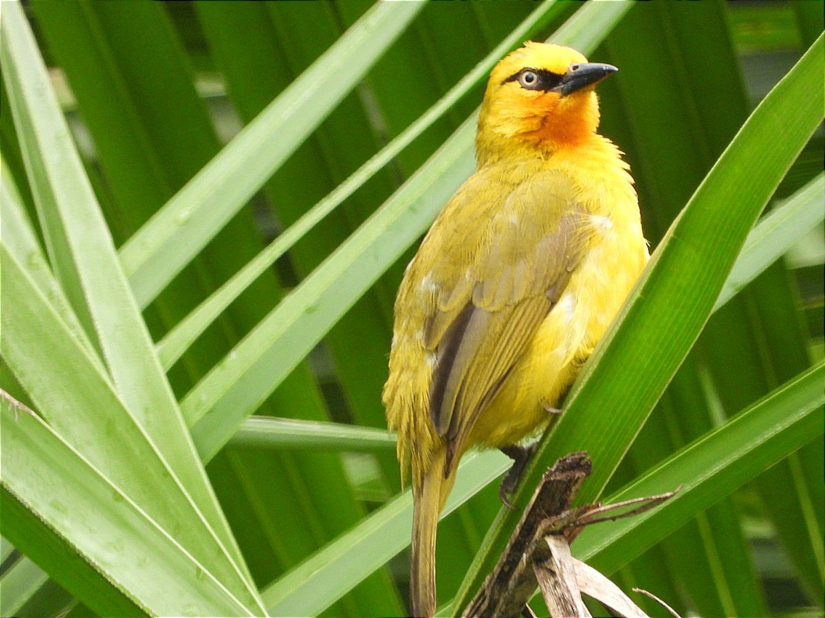 Spectacled Weaver - ML644602469
