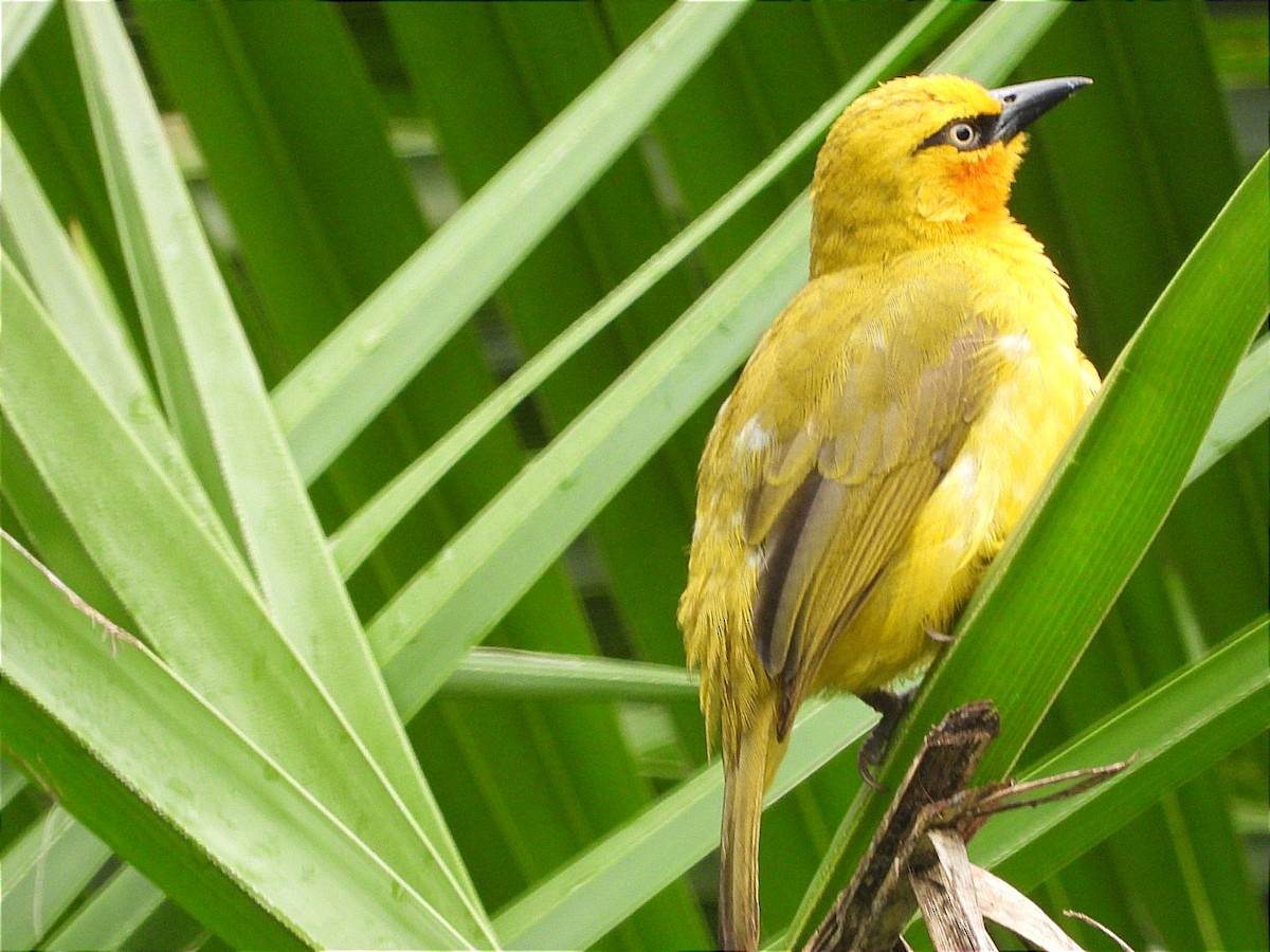 Spectacled Weaver - ML644602470