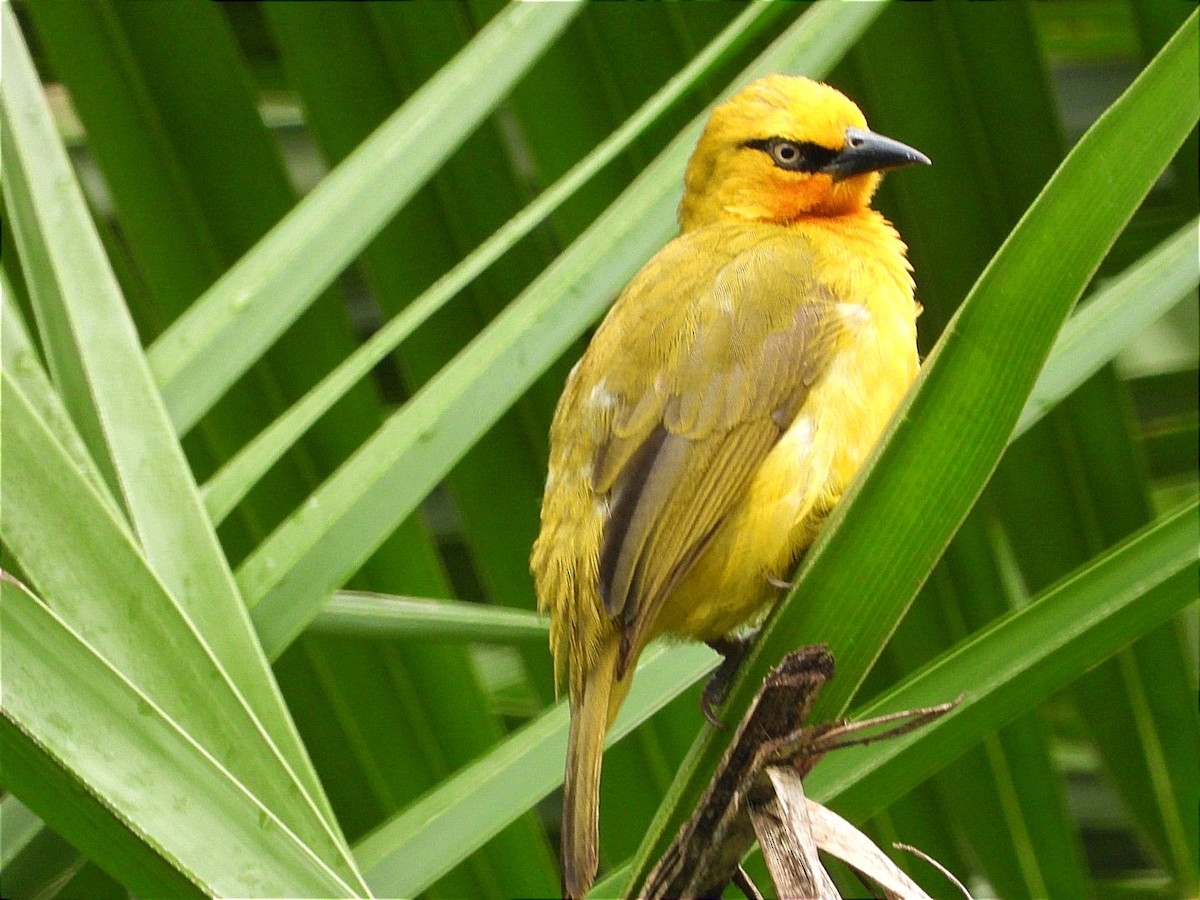 Spectacled Weaver - ML644602471