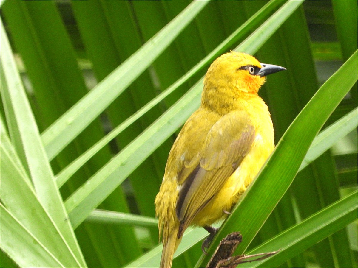Spectacled Weaver - ML644602472