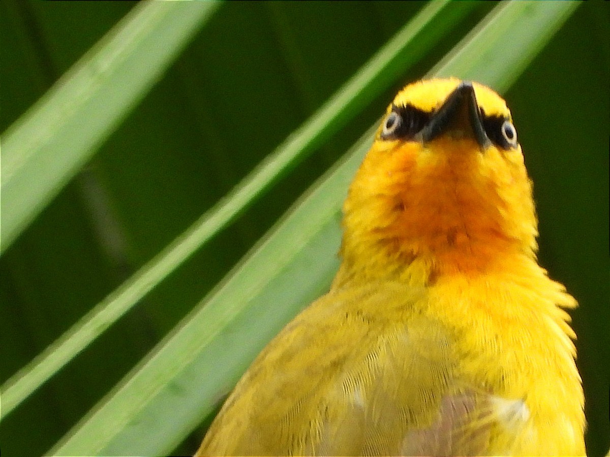 Spectacled Weaver - ML644602473