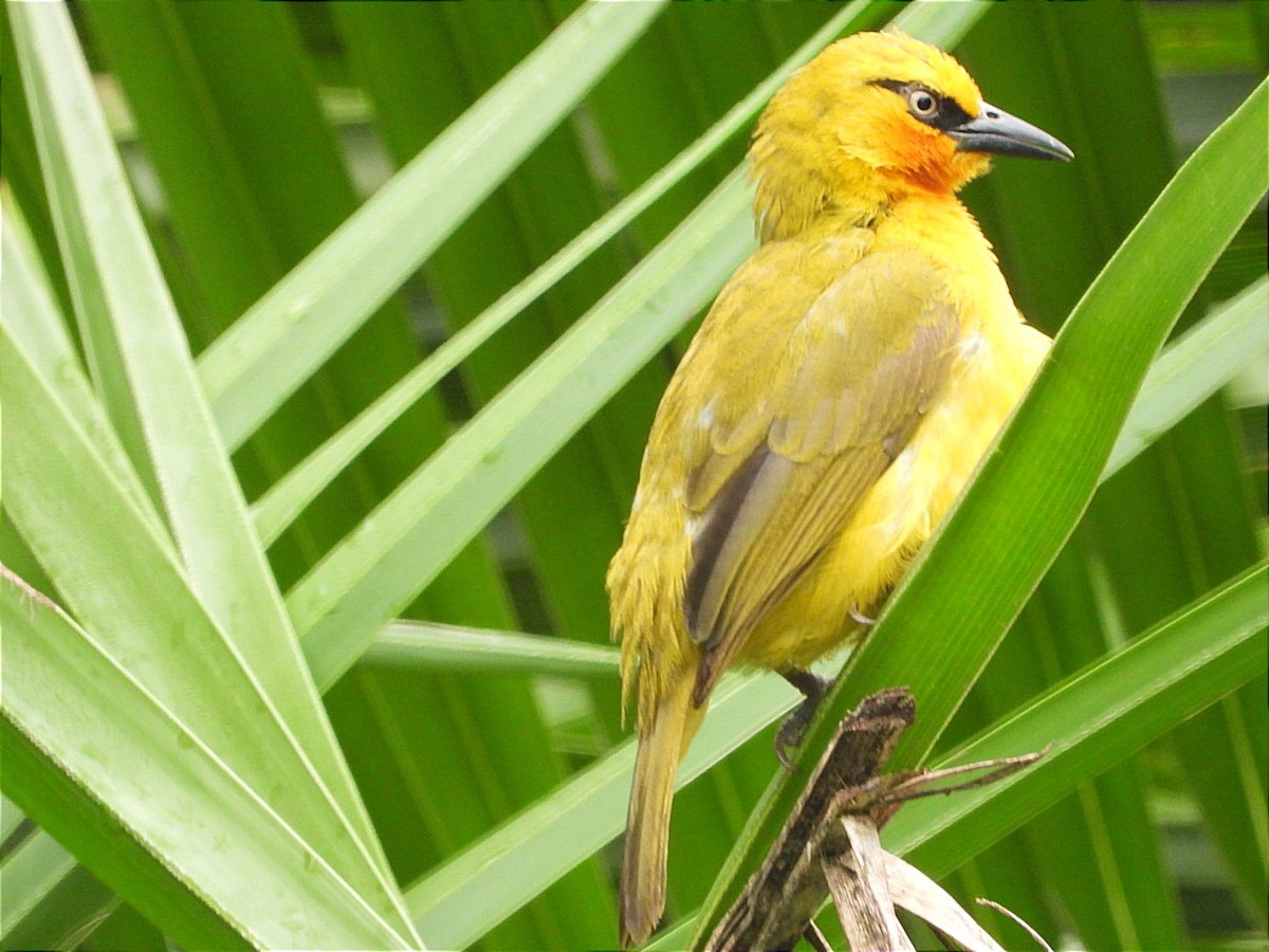 Spectacled Weaver - ML644602474