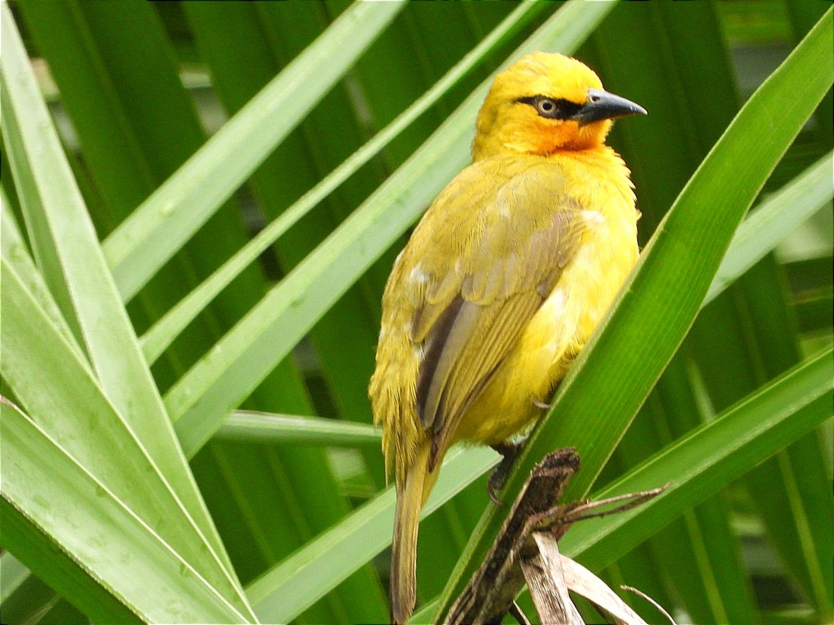 Spectacled Weaver - ML644602475