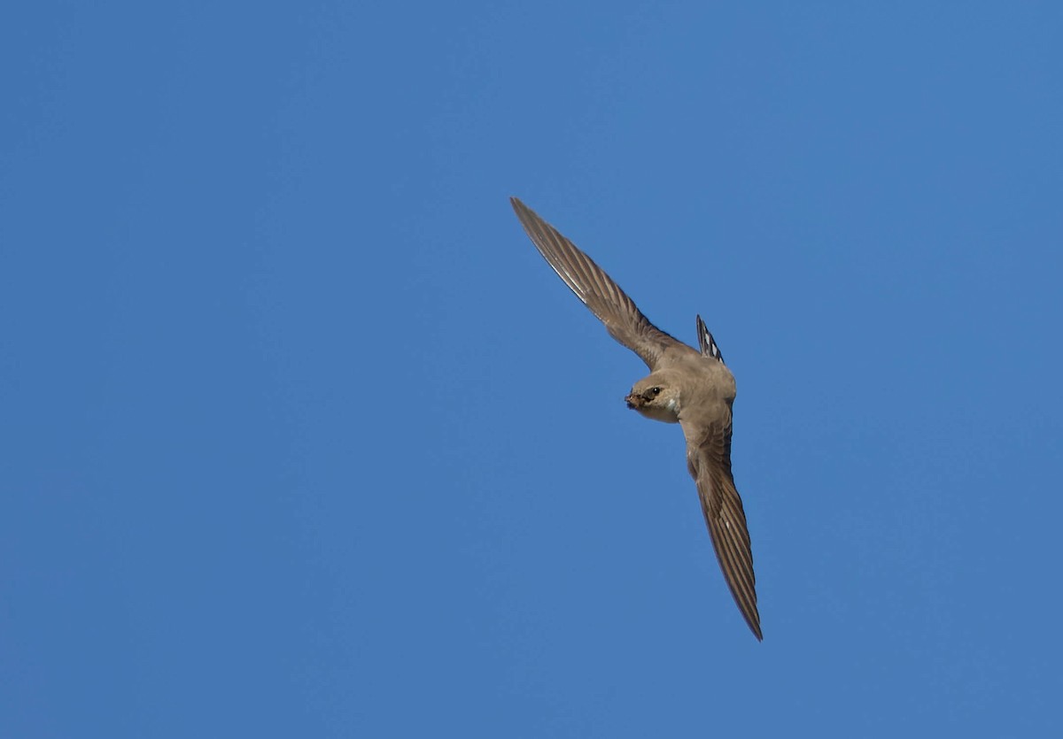 Haitz-enara eurasiarra - ML644602486