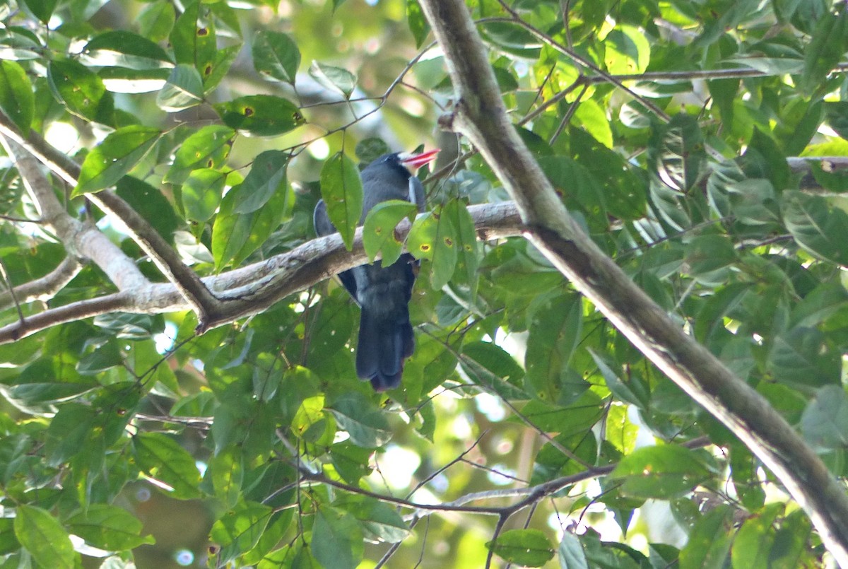 lenivka běločelá - ML644602502