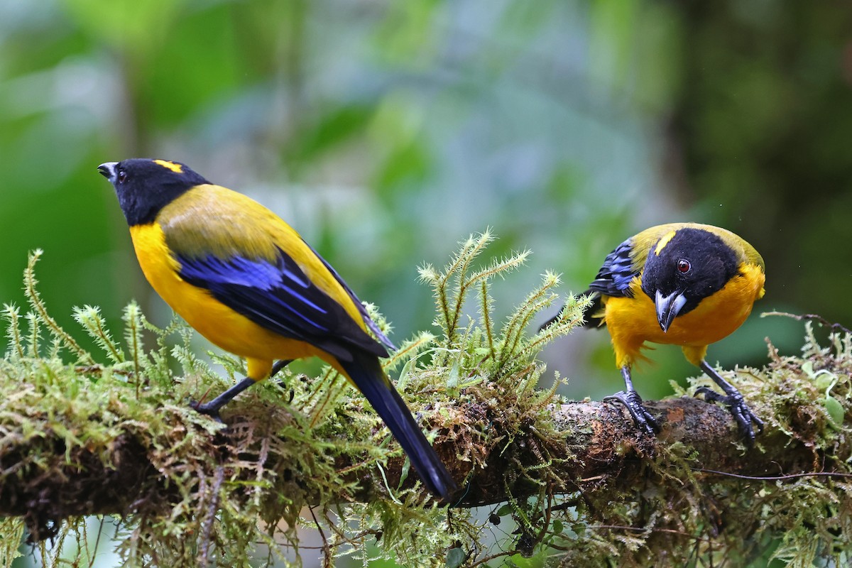 Black-chinned Mountain Tanager - ML644602511