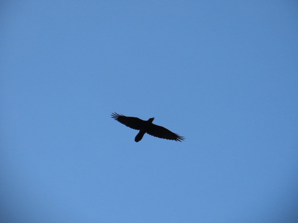 Common Raven - ML644602518