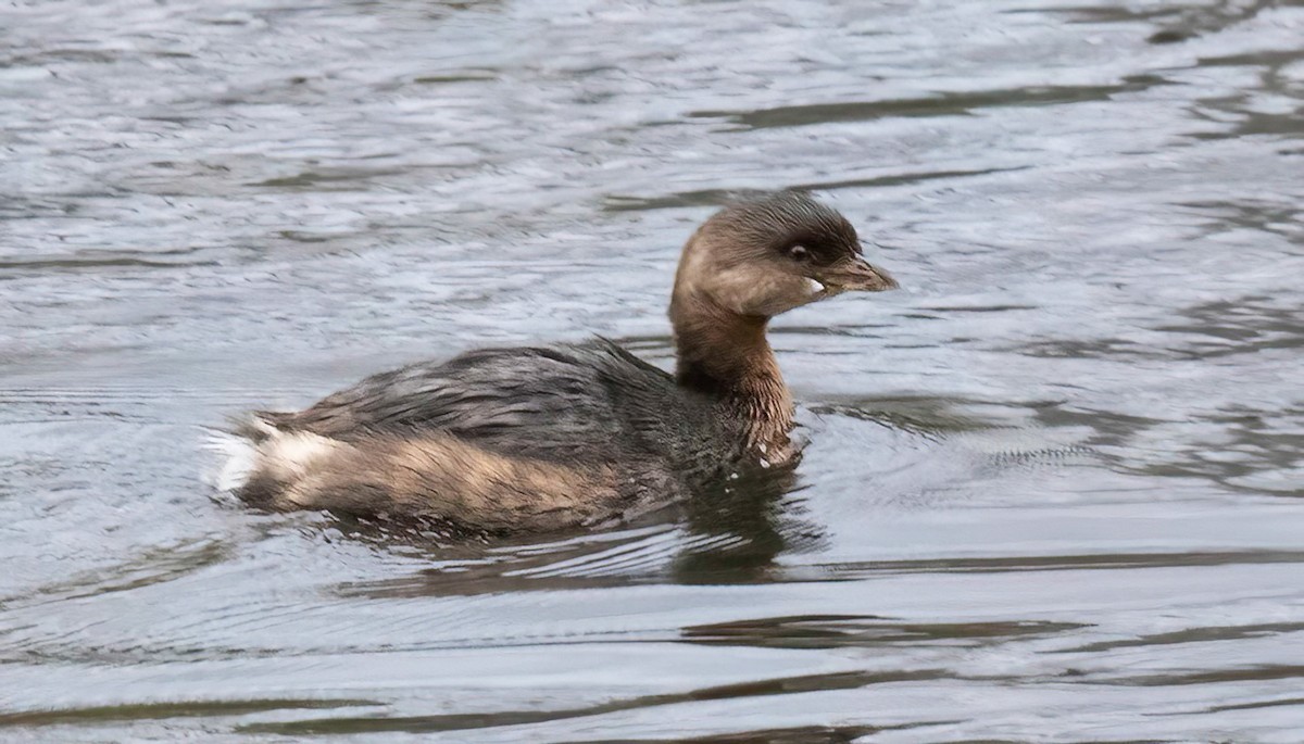 Pied-billed Grebe - ML644602527