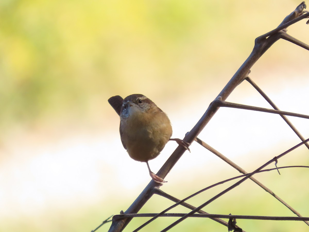Carolina Wren - ML644602528