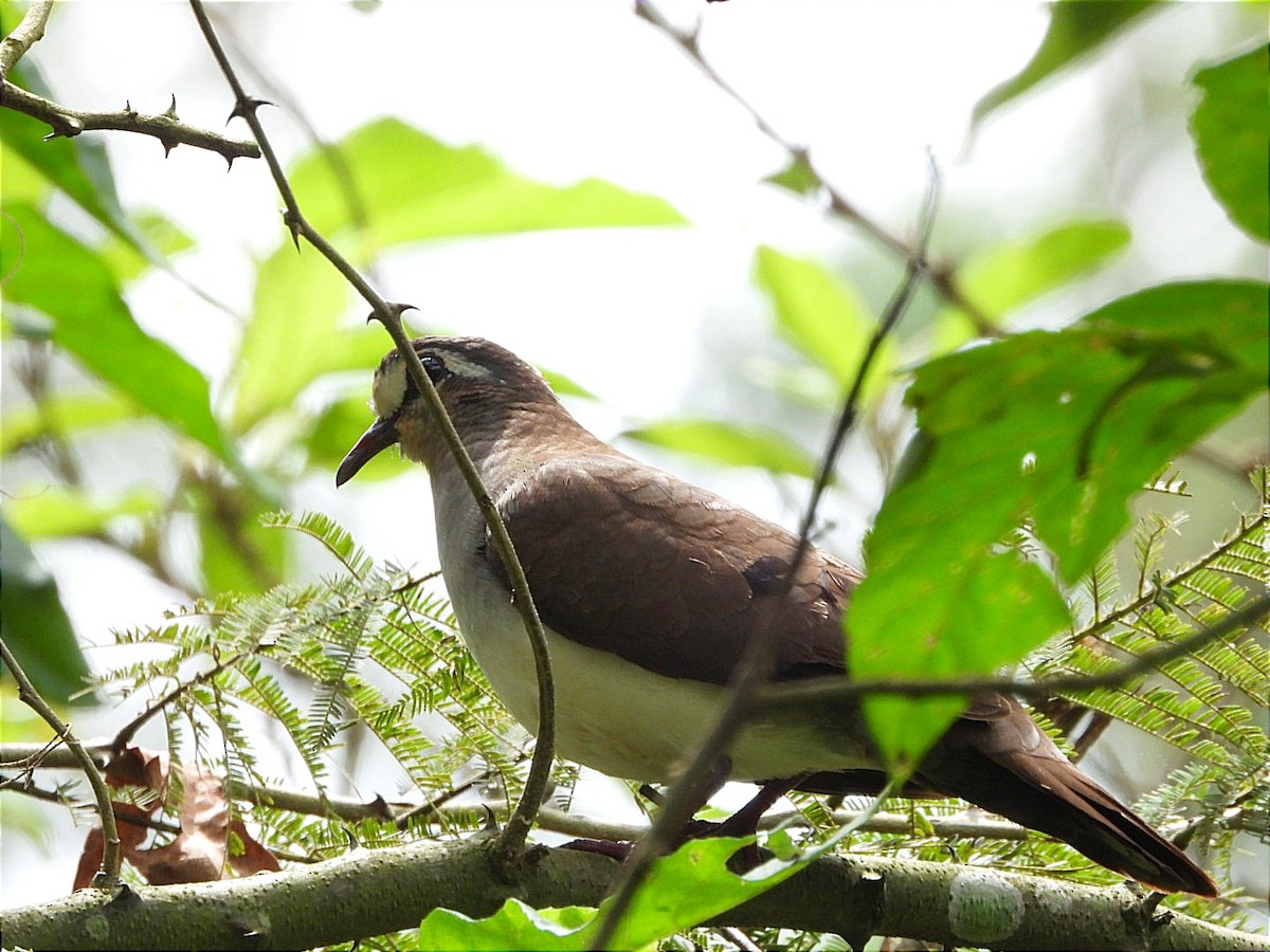 Tambourine Dove - ML644602529