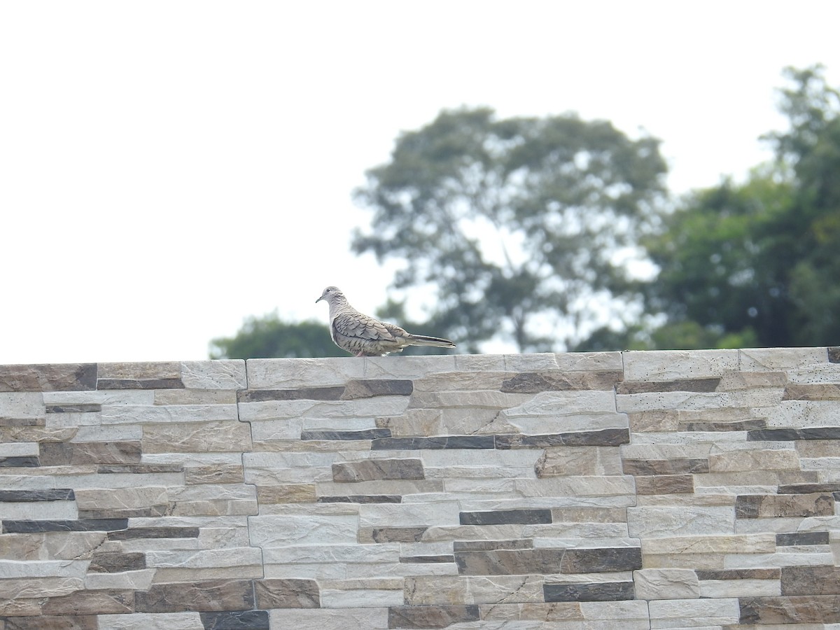 Inca Dove - ML644602530