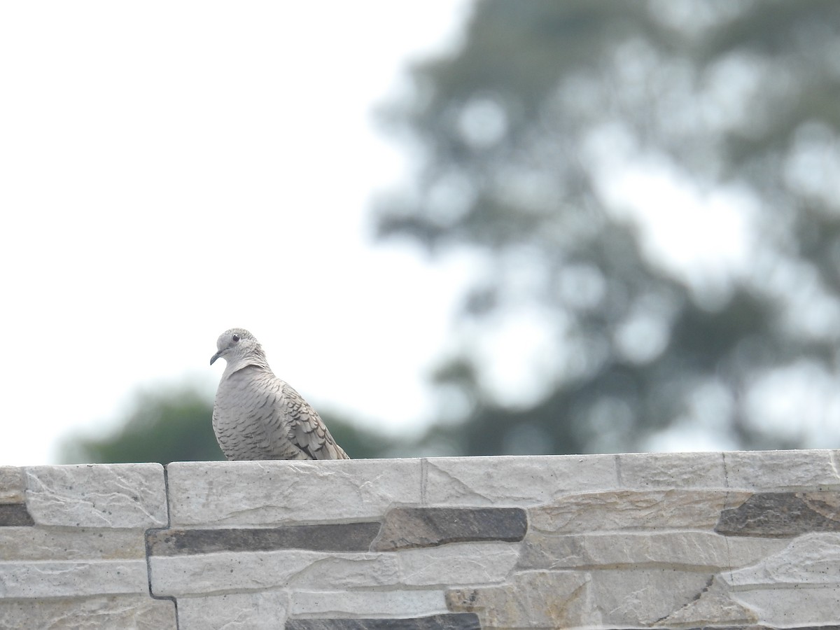 Inca Dove - ML644602531