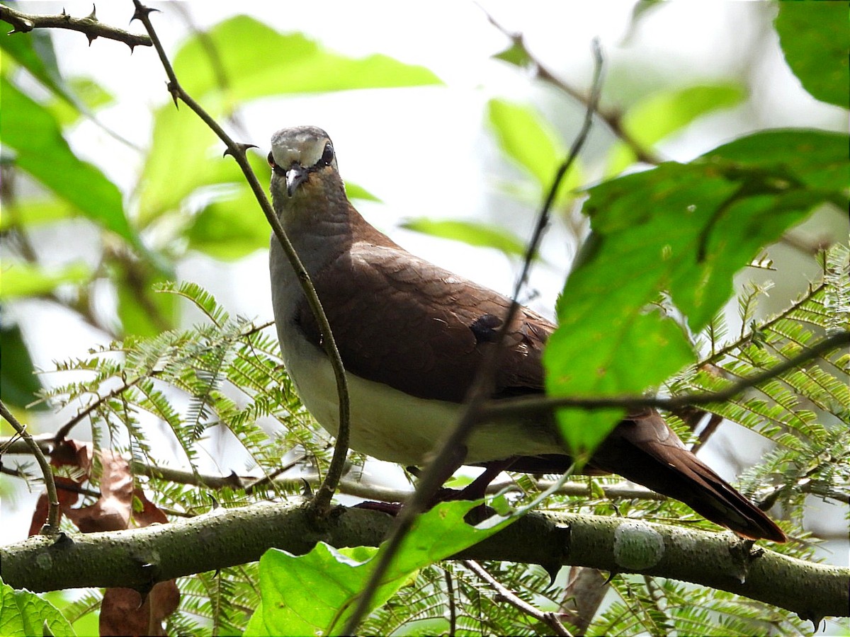Tambourine Dove - ML644602532