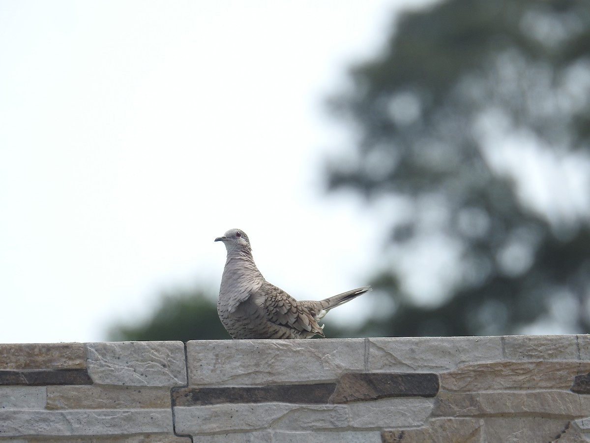 Inca Dove - ML644602533