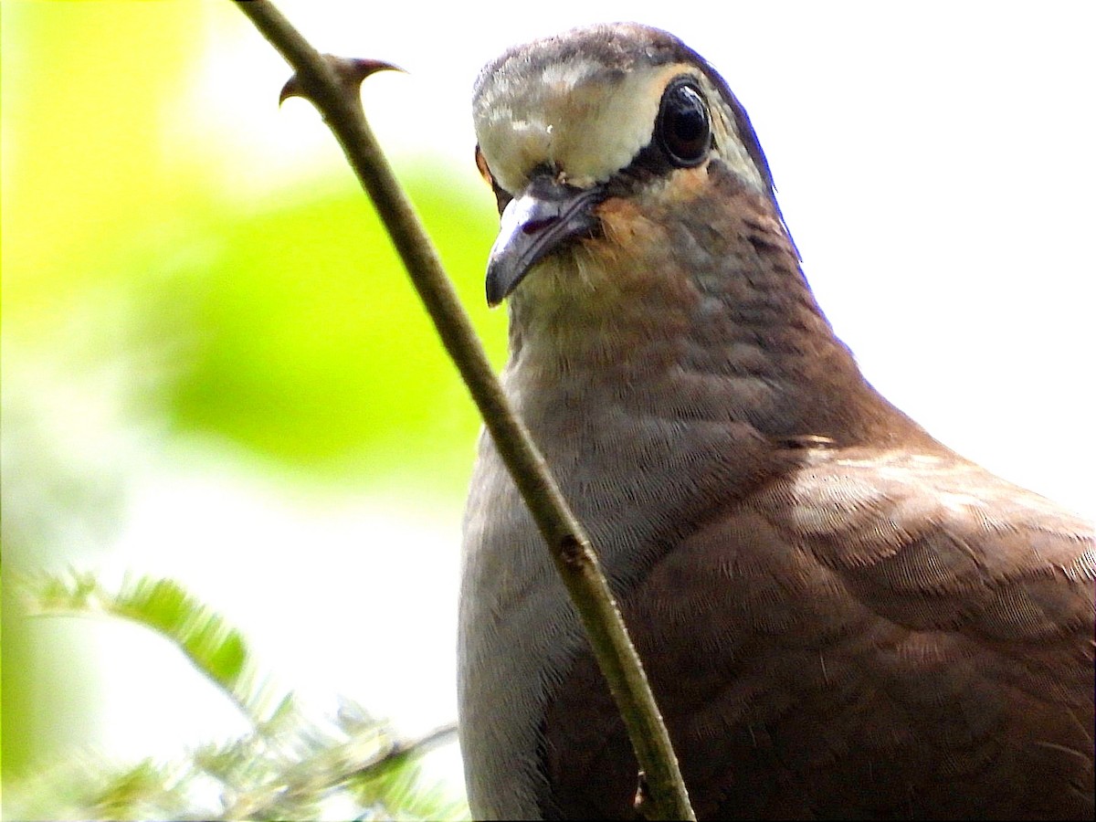 Tambourine Dove - ML644602534