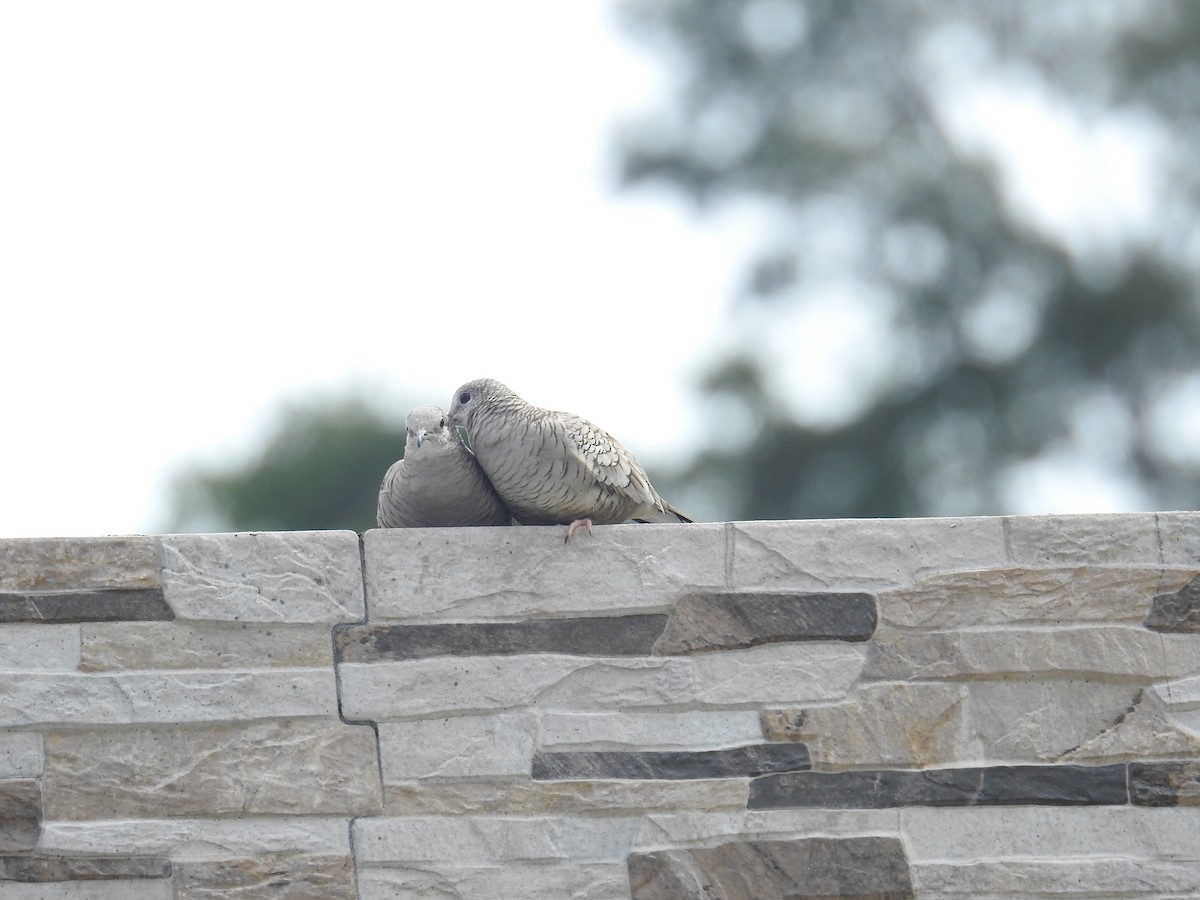 Inca Dove - ML644602535