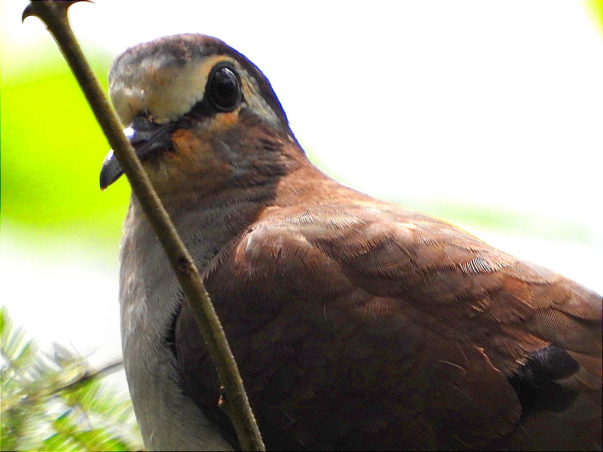 Tambourine Dove - ML644602536