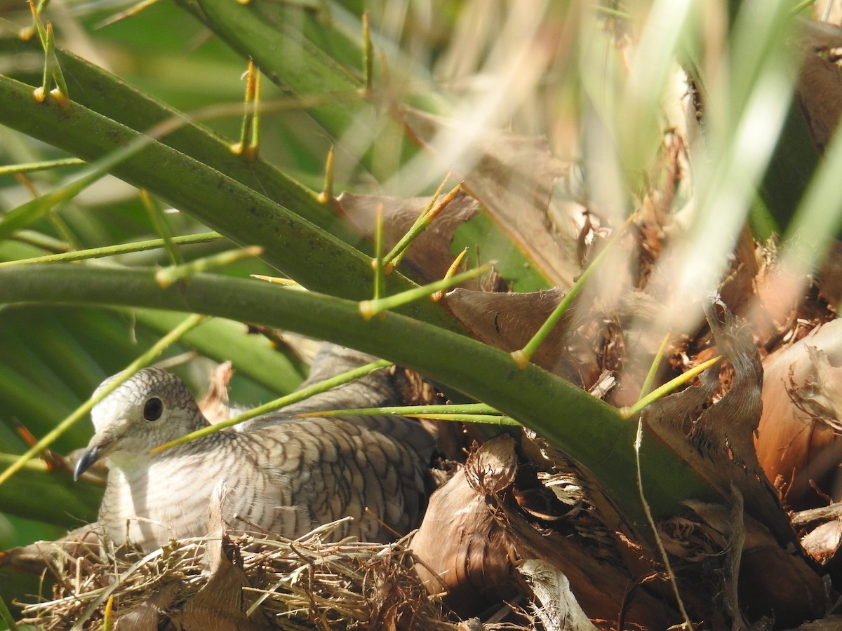 Inca Dove - ML644602537