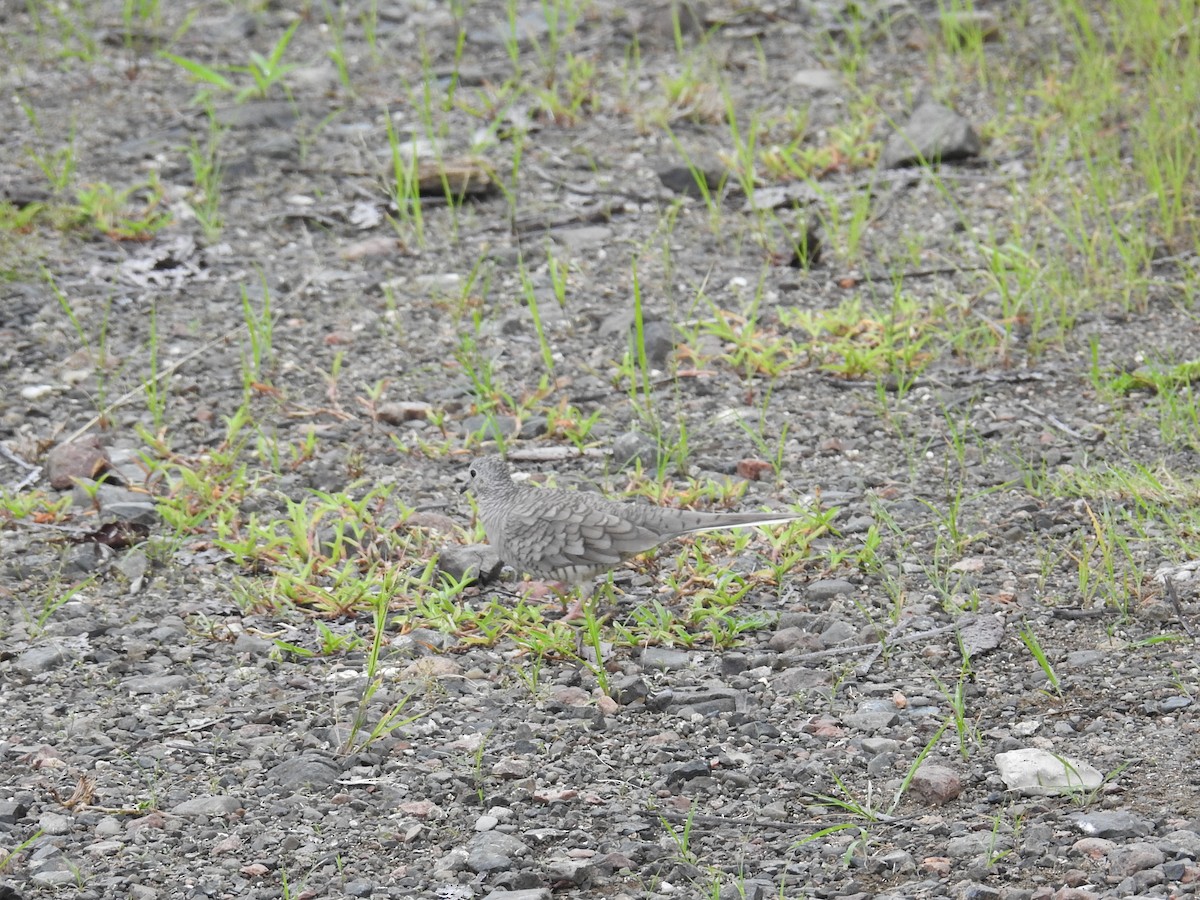 Inca Dove - ML644602539