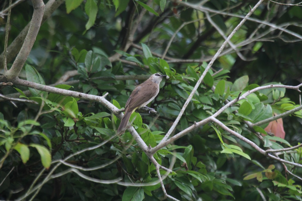 gulgumpbylbyl - ML644602546