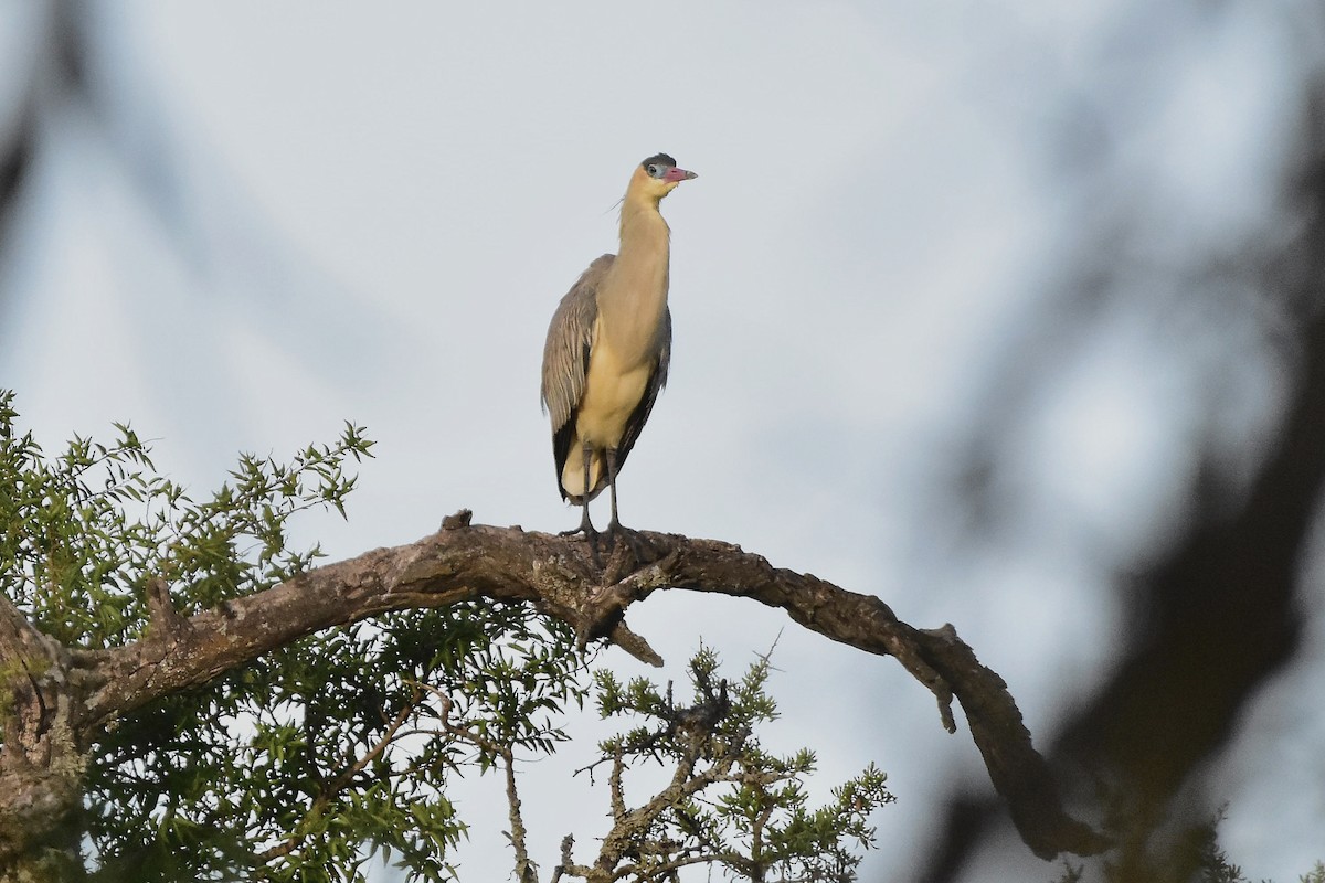 キムネゴイ - ML644602558