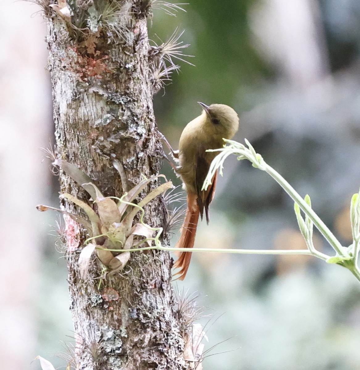 gråhodetreløper - ML644602566