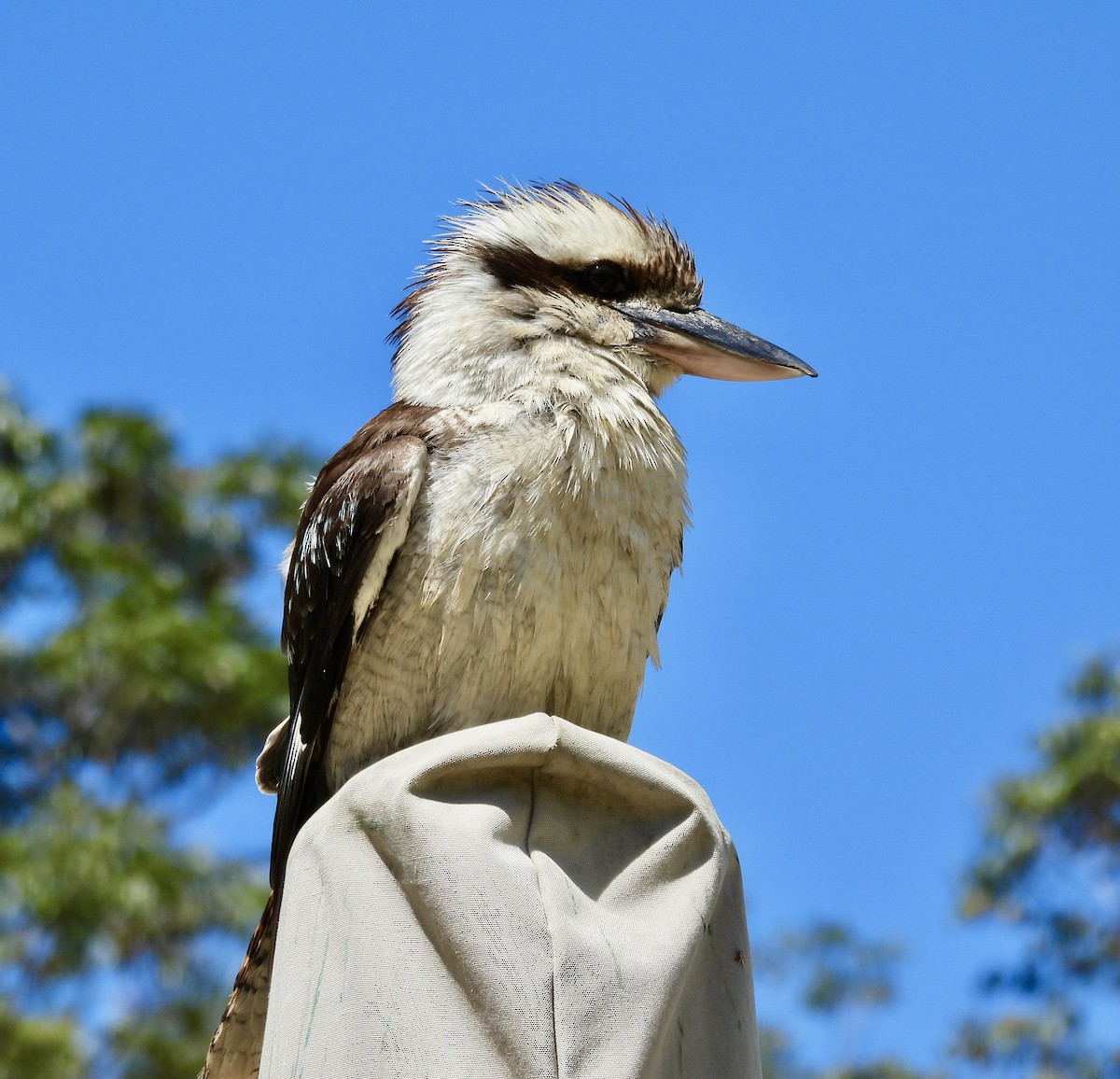 Laughing Kookaburra - ML644602575
