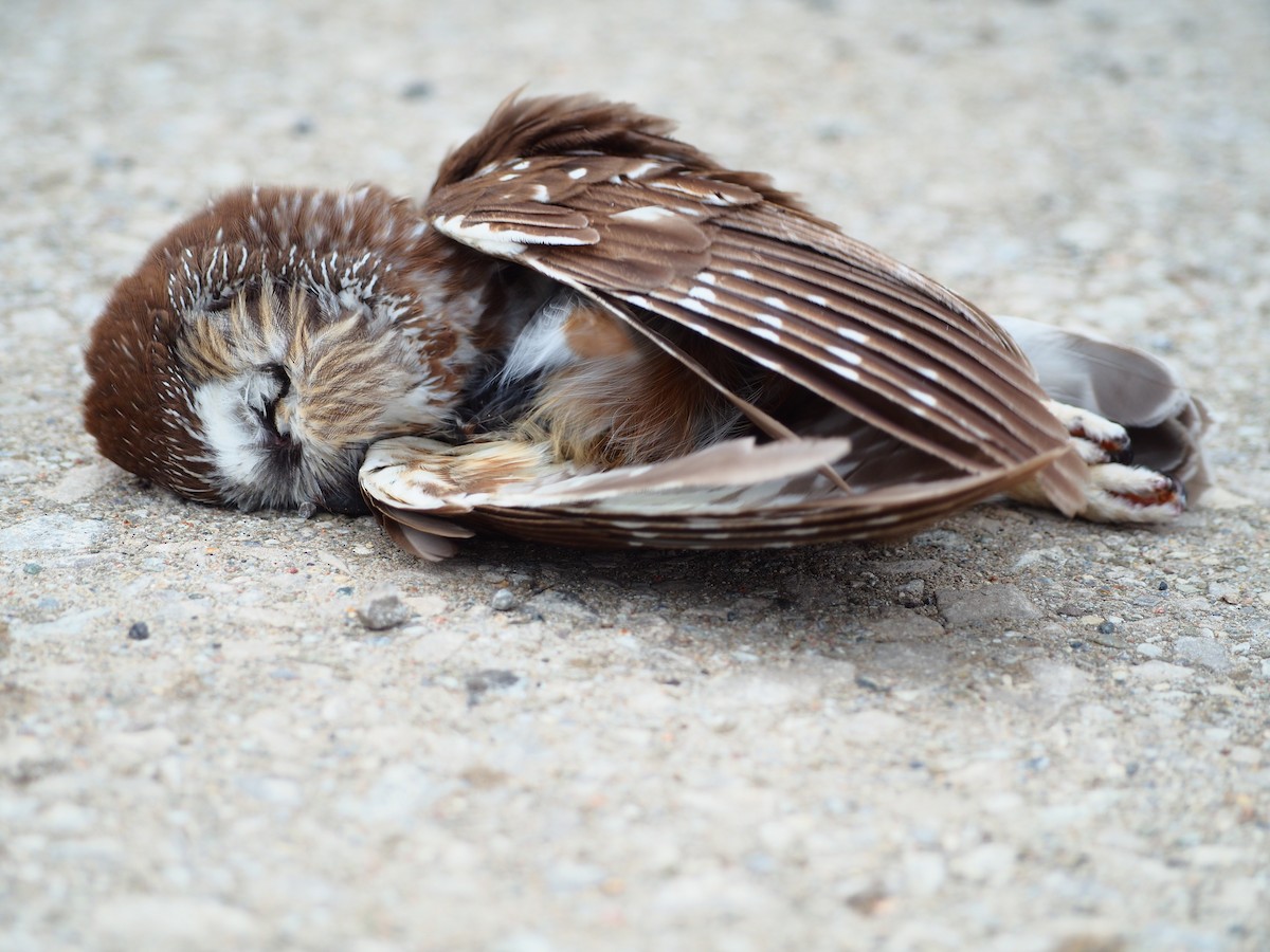 アメリカキンメフクロウ - ML644602579