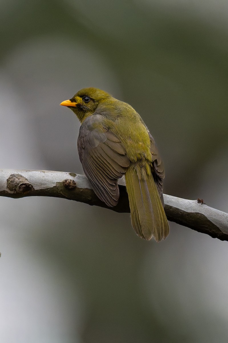 スズミツスイ - ML644602591