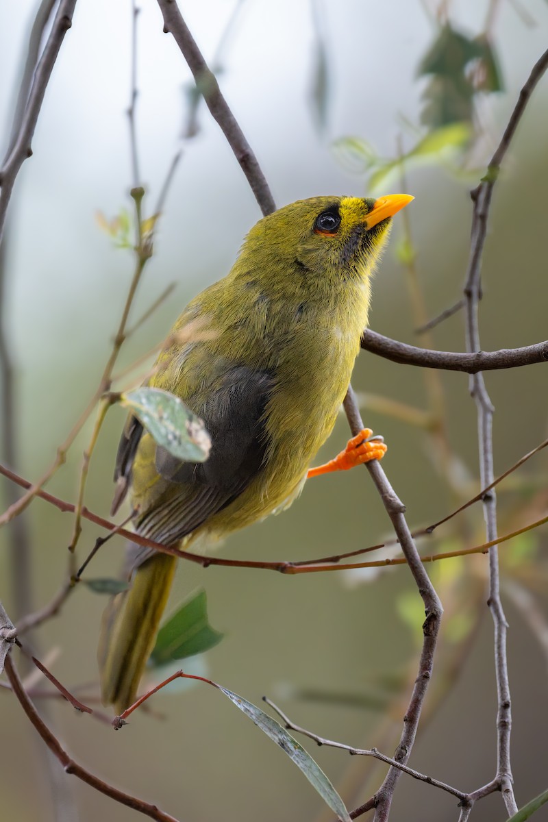 スズミツスイ - ML644602592