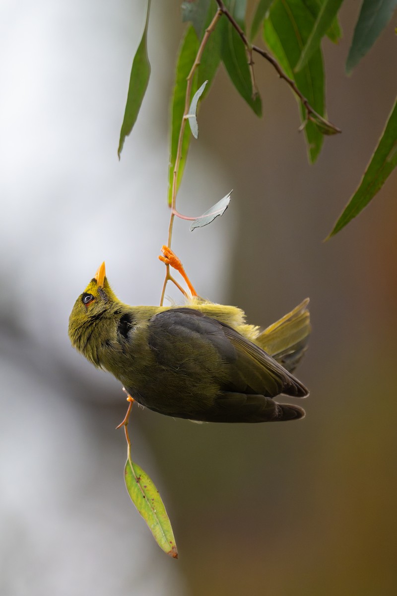 スズミツスイ - ML644602594