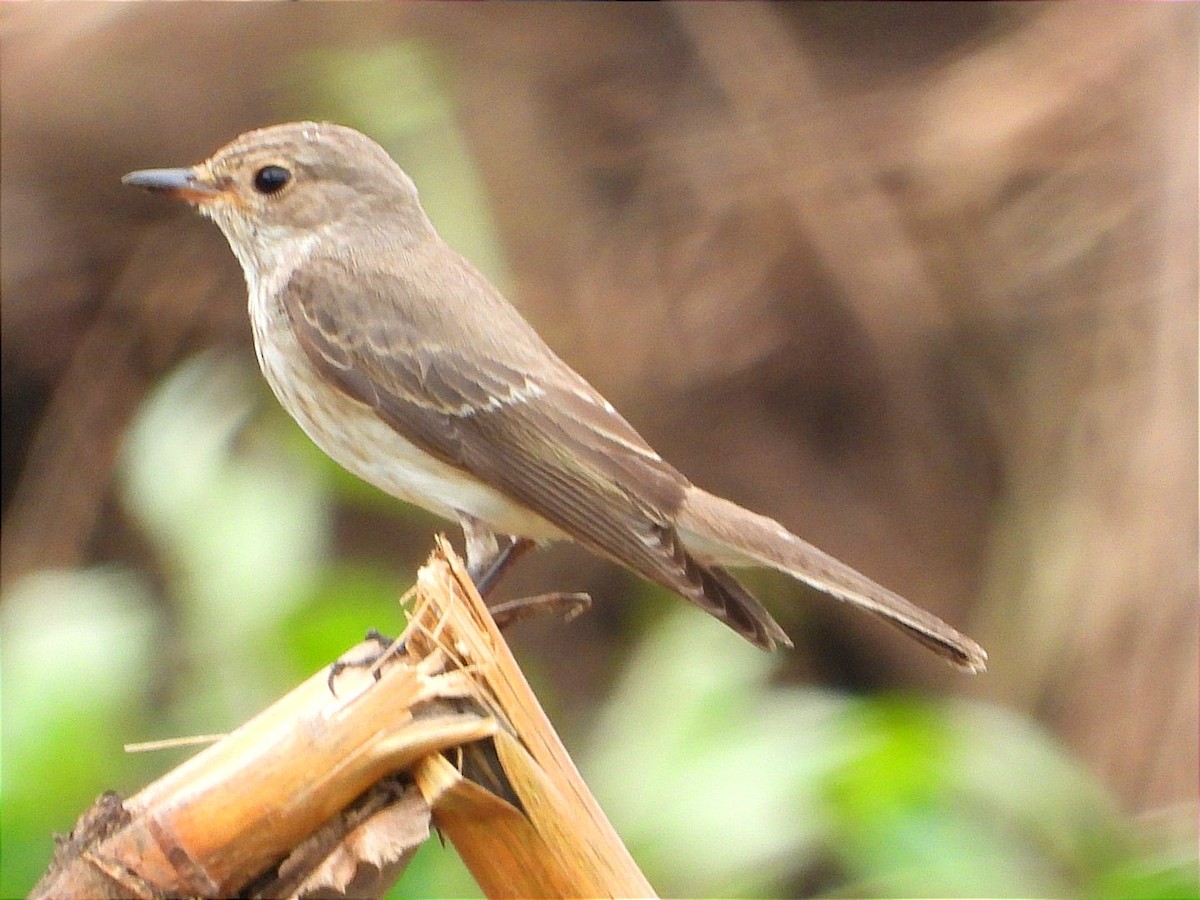 Серая мухоловка - ML644602596