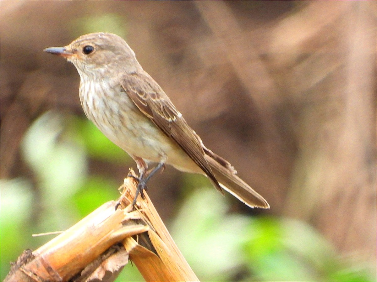 Серая мухоловка - ML644602597