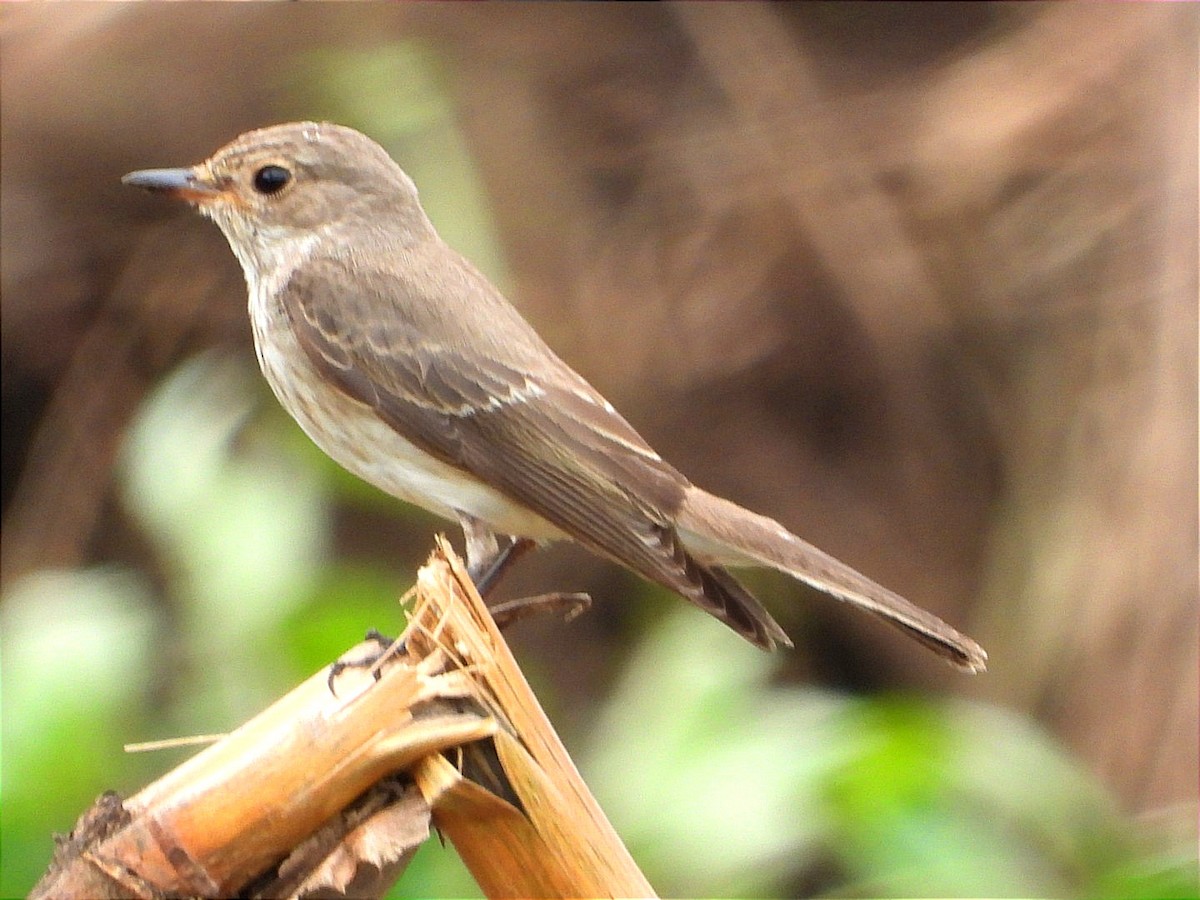 Серая мухоловка - ML644602598