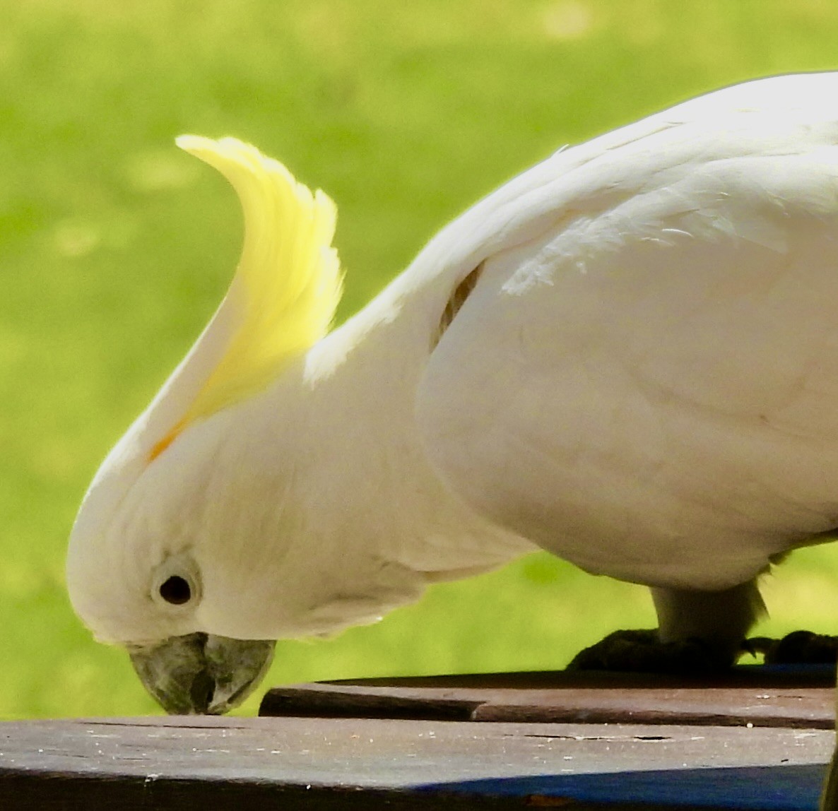 Sulphur-crested Cockatoo - ML644602602