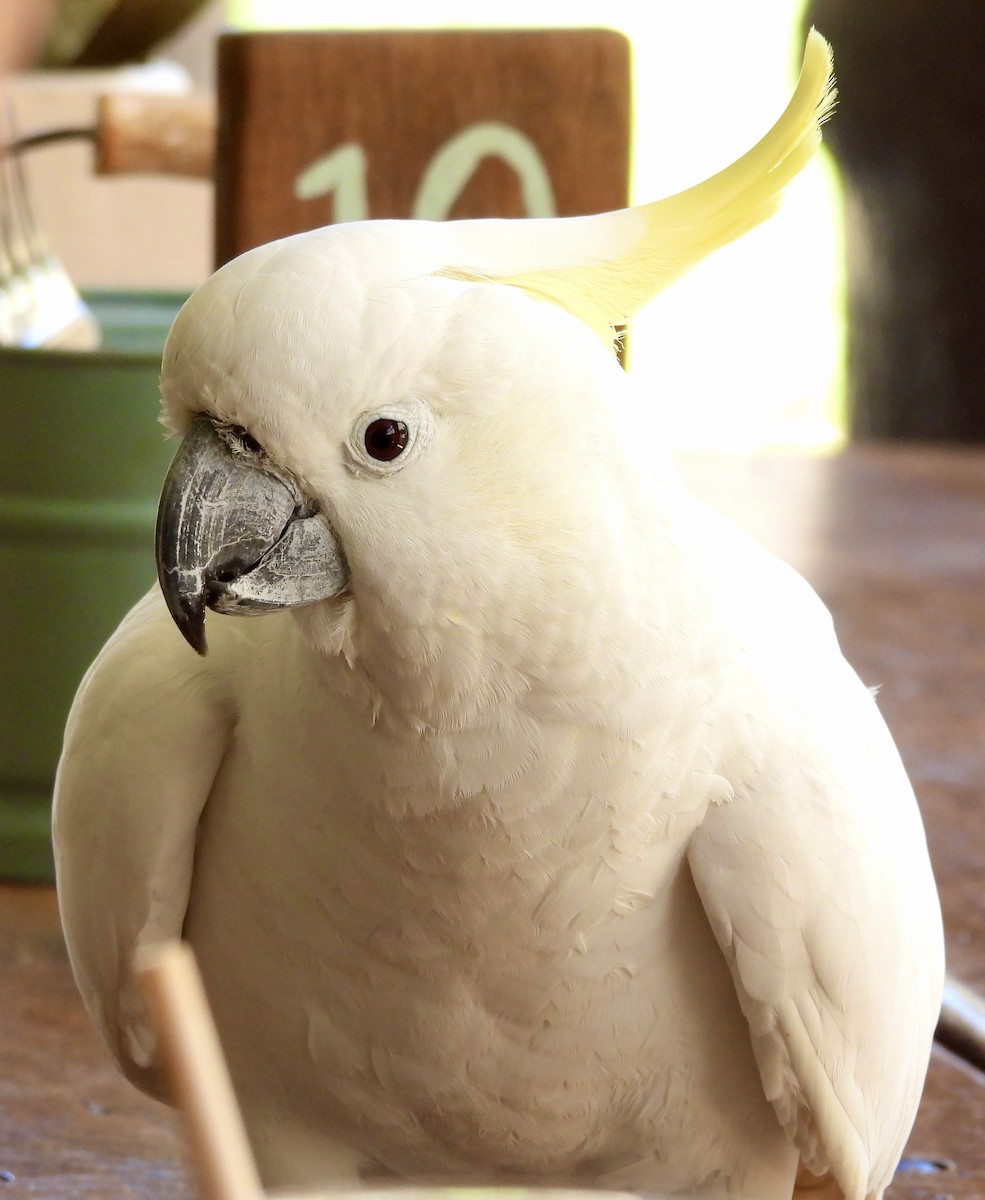 Sulphur-crested Cockatoo - ML644602603