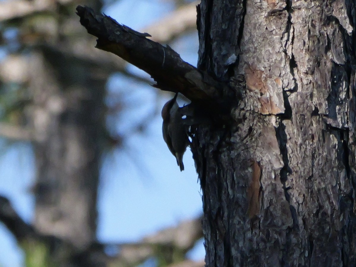 Sittelle à tête brune - ML644602606