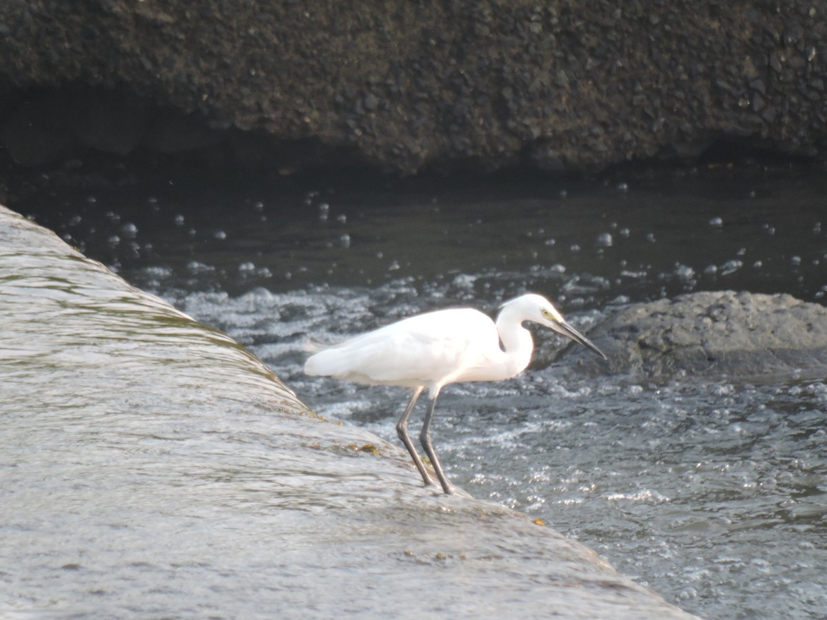 Küçük Ak Balıkçıl - ML644602614